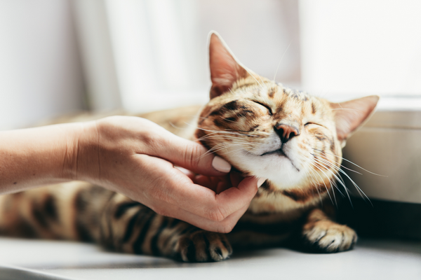 Cura dei Gatti: Consigli per Mantenere il tuo Gatto Sano e Felice Amici e Natura iTALIA Cura dei Gatti: Consigli per Mantenere il tuo Gatto Sano e Felice Amici e Natura iTALIA